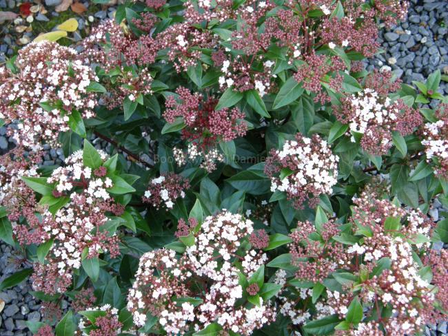 Viburnum tinus 'Spirit' ®