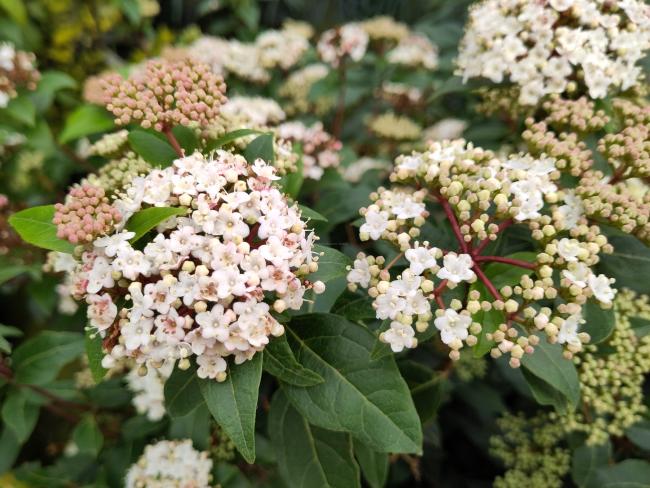 Viburnum tinus 'Spirit' ®