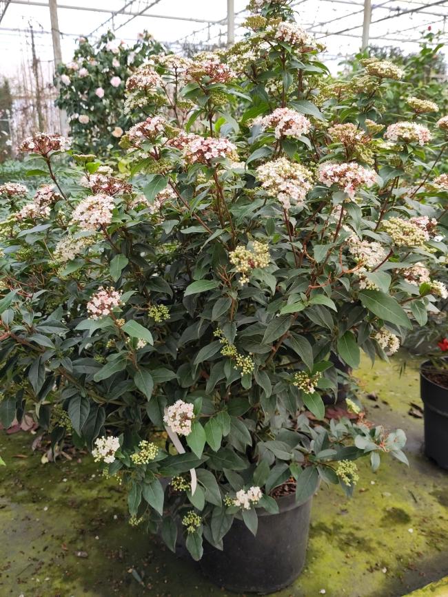 Viburnum tinus 'Spirit' ®