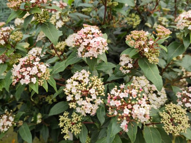 Viburnum tinus 'Spirit' ®