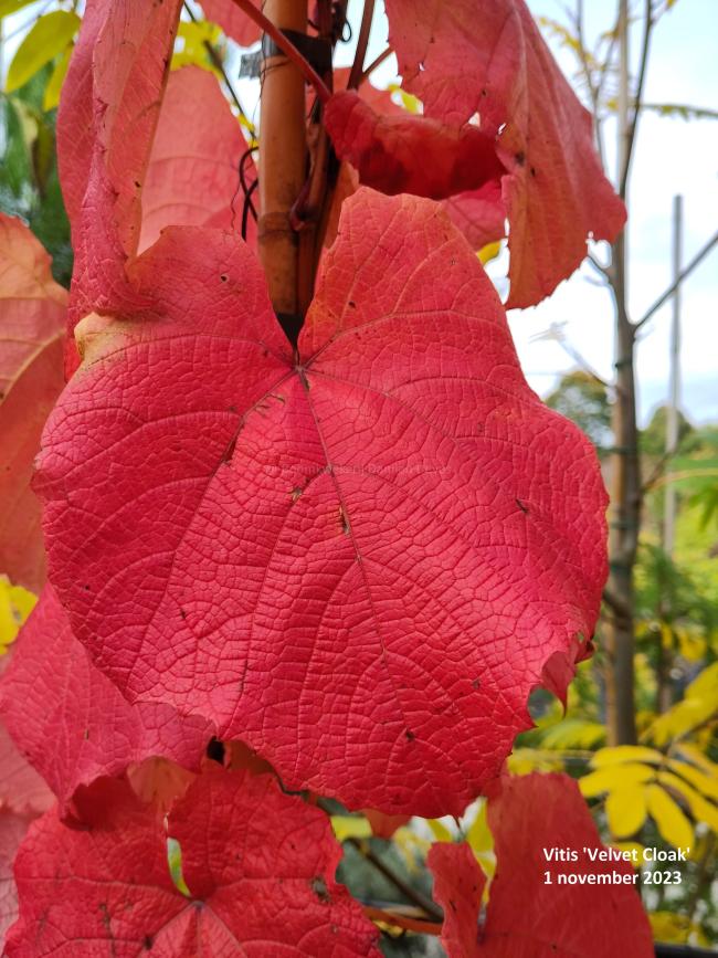 Vitis 'Velvet Cloak'
