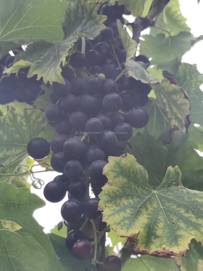 Vitis vinifera 'Muscat Bleu'