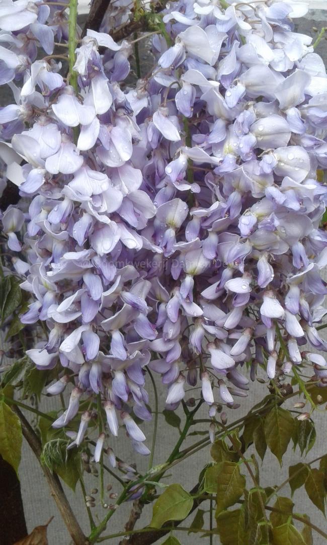 Wisteria 'Caroline'