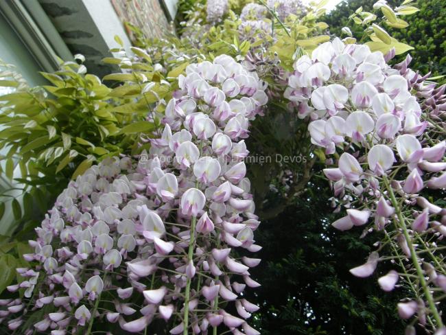 Wisteria floribunda 'Honbeni' (W.florib.'Rosea')