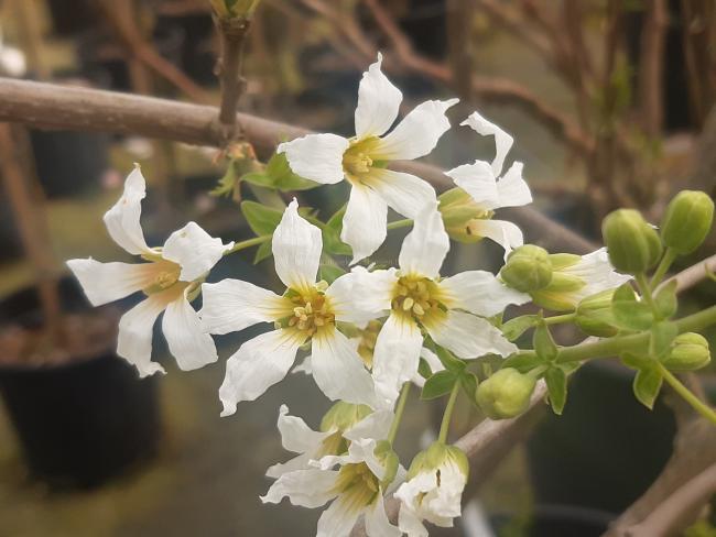 Xanthoceras sorbifolium