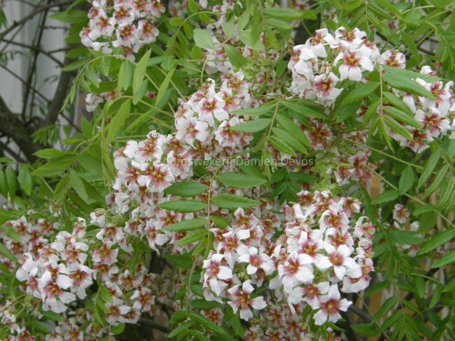 Xanthoceras sorbifolium