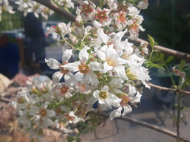 Xanthoceras sorbifolium