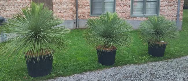Yucca linearifolia
