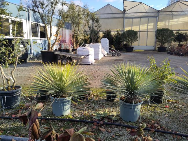 Yucca rostrata ‘Blue Swan’