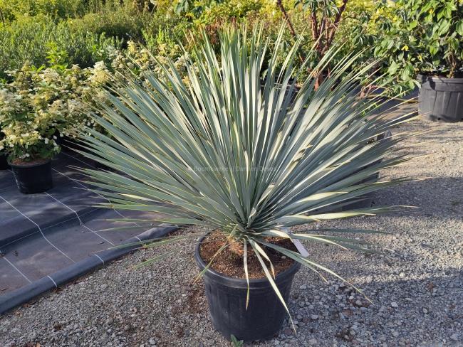 Yucca rostrata