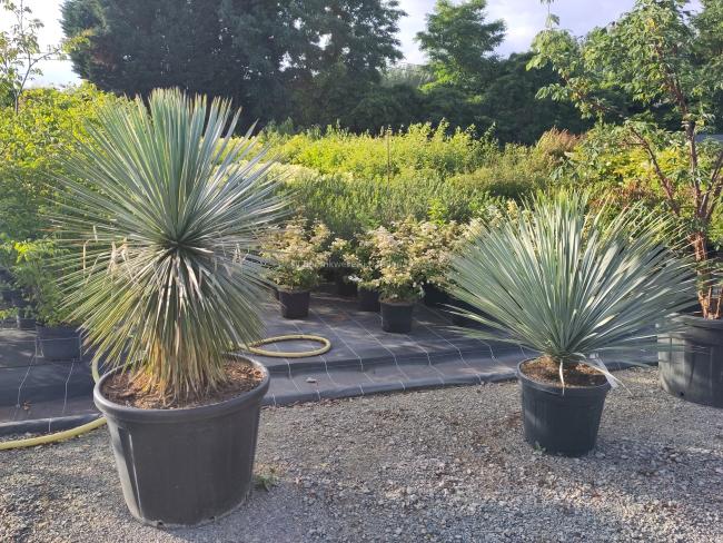 Yucca rostrata