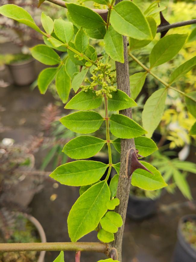Zanthoxylum coreanum 