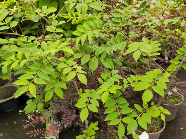 Zanthoxylum coreanum 