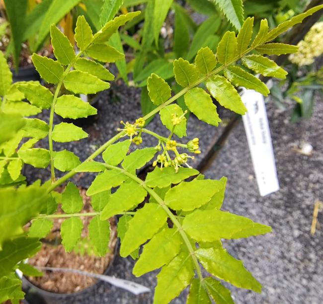 Zanthoxylum piperitum