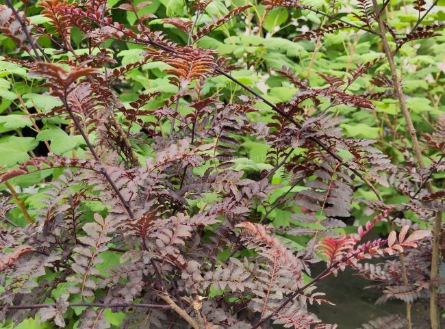 Zanthoxylum piperitum 'Purple-leaved'