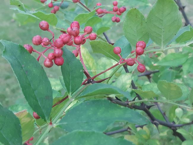 Zanthoxylum simulans