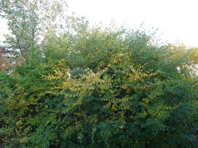 Zelkova carpinifolia