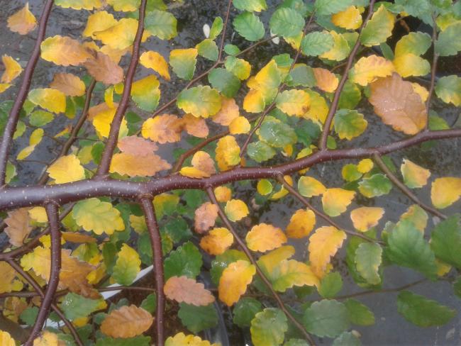 Zelkova carpinifolia