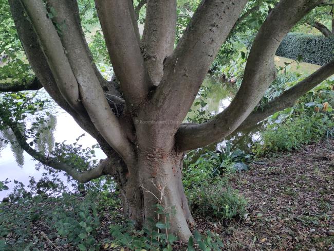 Zelkova carpinifolia