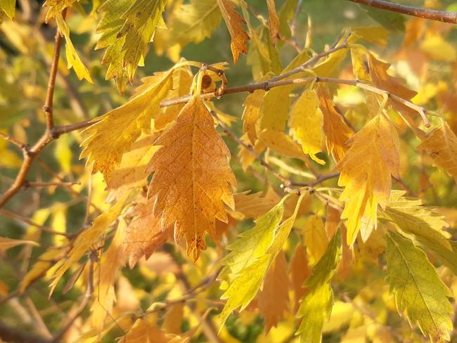 Zelkova carpinifolia 'Verschaffeltii'