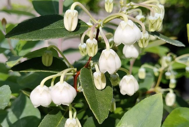 Zenobia pulverulenta 'Blue Sky'