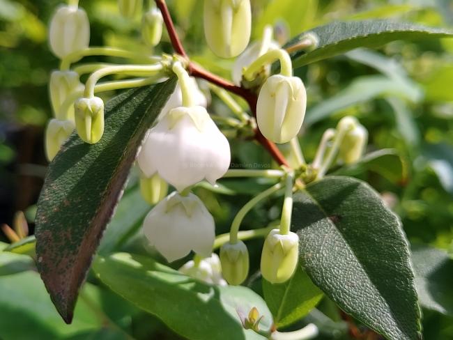 Zenobia pulverulenta 'Blue Sky'