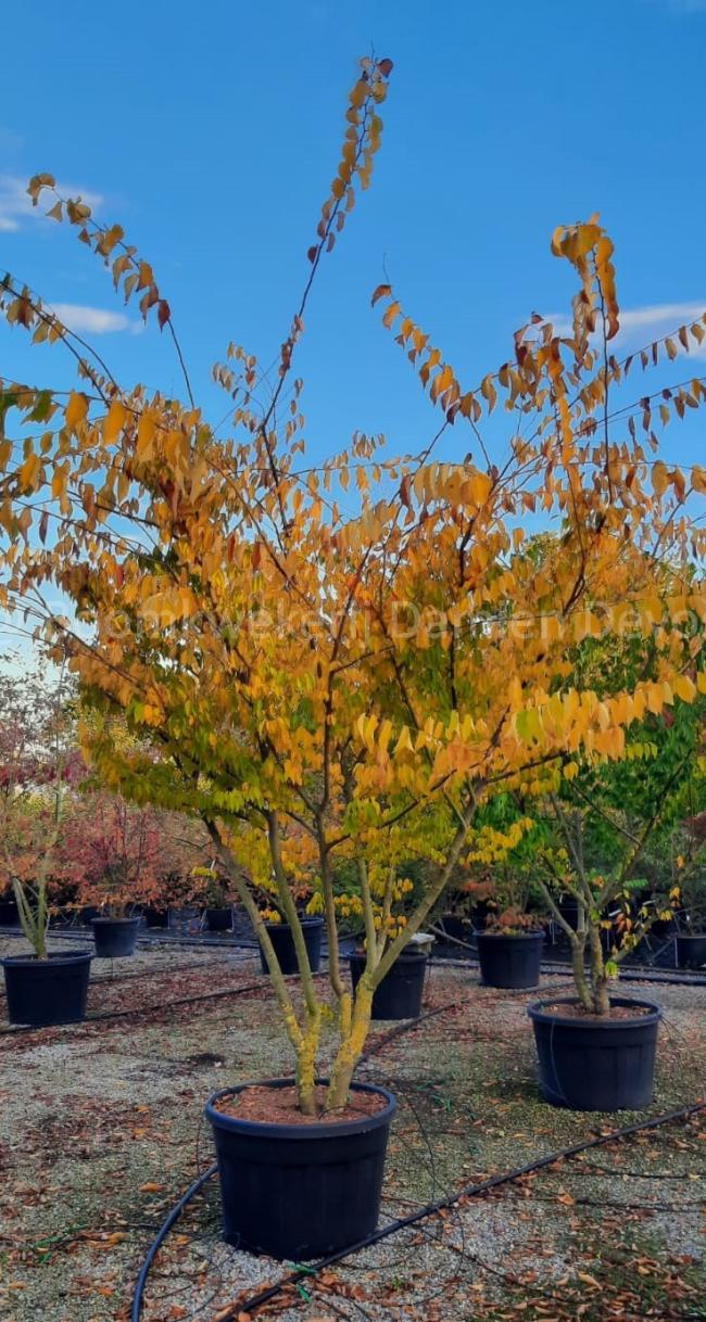 Zelkova serrata