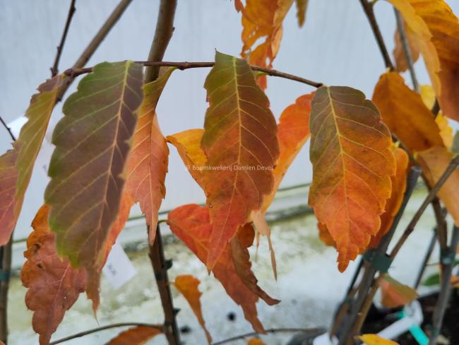 Zelkova serrata 'Scarlet Cesar'