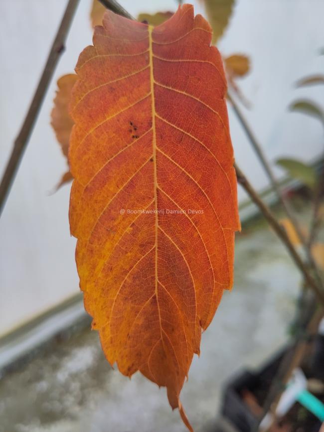 Zelkova serrata 'Scarlet Cesar'