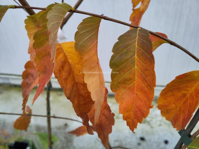 Zelkova serrata 'Scarlet Cesar'