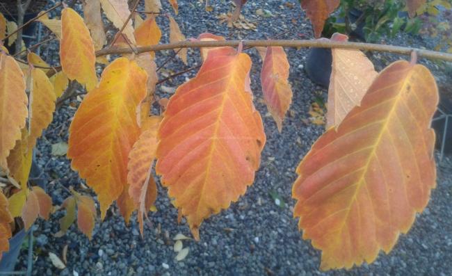 Zelkova serrata 'Scarlet Cesar'